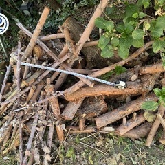 ユーカリの切株の画像