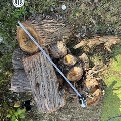 ユーカリの切株の画像