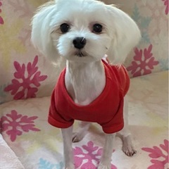 マルチーズの男の子