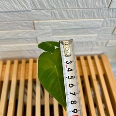 ★お値下げ★❷観葉植物✨稀少な子株✨アロカシア グリーンベルベット プラ鉢(スリット鉢)2号の画像