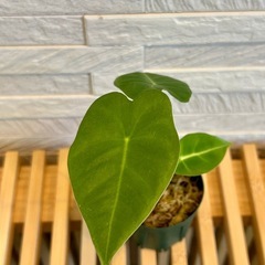 ★お値下げ★❷観葉植物✨稀少な子株✨アロカシア グリーンベルベット プラ鉢(スリット鉢)2号の画像