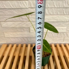 ★お値下げ★❷観葉植物✨稀少な子株✨アロカシア グリーンベルベット プラ鉢(スリット鉢)2号の画像