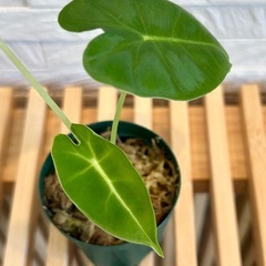 ★お値下げ★❷観葉植物✨稀少な子株✨アロカシア グリーンベルベット プラ鉢(スリット鉢)2号の画像