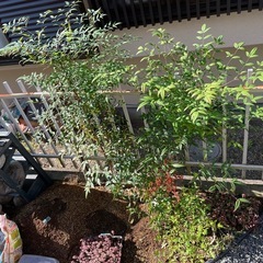 植物🪴南天の画像