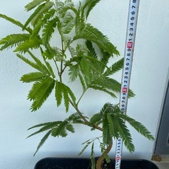 ⭐️ボリューミー⭐️エバーフレッシュ(実生)の画像