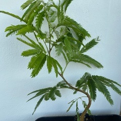 ⭐️ボリューミー⭐️エバーフレッシュ(実生)の画像