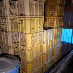 コンテナ 2個1,000円  農業／収穫用（中古品) 　10個4,500円  50個20,000円　   　の画像