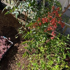 南天　写真全て抜き苗の画像