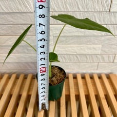 ★お値下げ★　❹観葉植物✨稀少な子株✨アロカシア グリーンベルベット プラ鉢(スリット鉢)2号の画像