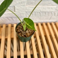 ★お値下げ★　❹観葉植物✨稀少な子株✨アロカシア グリーンベルベット プラ鉢(スリット鉢)2号の画像