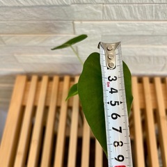 ★お値下げ★　❹観葉植物✨稀少な子株✨アロカシア グリーンベルベット プラ鉢(スリット鉢)2号の画像