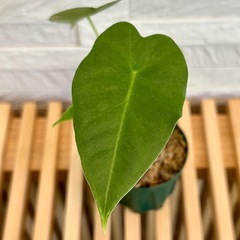 ★お値下げ★　❹観葉植物✨稀少な子株✨アロカシア グリーンベルベット プラ鉢(スリット鉢)2号の画像