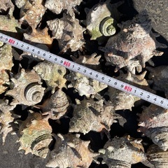 サザエの貝殻★全ての画像