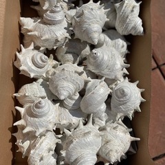 サザエの貝殻★全ての画像