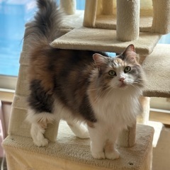 人気のサイベリアン🐱美猫さん