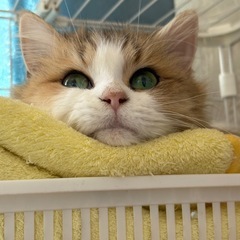 目が合ったそこの猫好きさんへ！！！