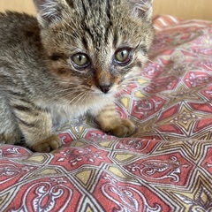 生まれて1ヶ月のとてもかわいい子猫