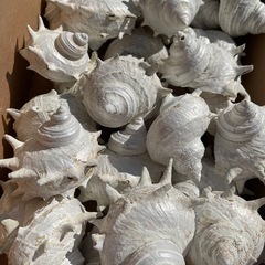 サザエの貝殻🐚の画像