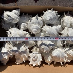 サザエの貝殻🐚の画像