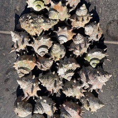 サザエの貝殻🐚の画像