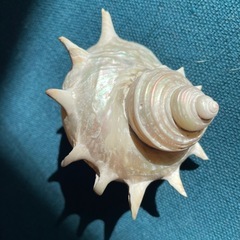 サザエの貝殻🐚の画像