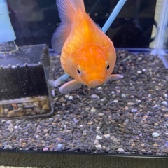 国産ピンポンパール　当歳　約10㎝の画像