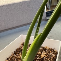 モンステラの画像