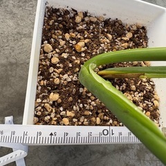 モンステラの画像