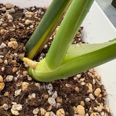 モンステラの画像