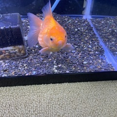 国産ピンポンパール　当歳　約10㎝の画像