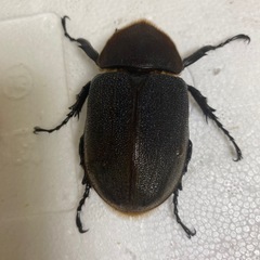 大型血統ヘラヘラ♀2頭セットの画像