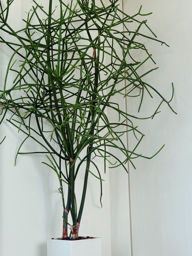 ミルクブッシュ【観葉植物】火殃勒（無印良品鉢付き）