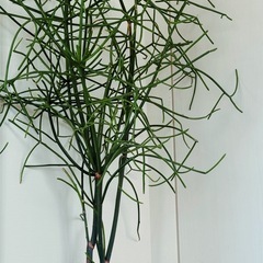 ミルクブッシュ【観葉植物】火殃勒（無印良品鉢付き）の画像