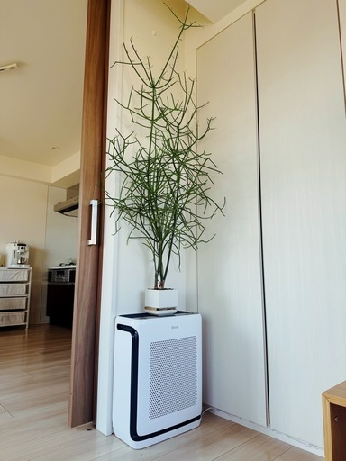 ミルクブッシュ【観葉植物】火殃勒（無印良品鉢付き）