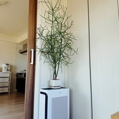 ミルクブッシュ【観葉植物】火殃勒（無印良品鉢付き）の画像