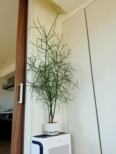 ミルクブッシュ【観葉植物】火殃勒（無印良品鉢付き）