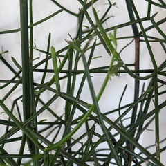 ミルクブッシュ【観葉植物】火殃勒（無印良品鉢付き）の画像