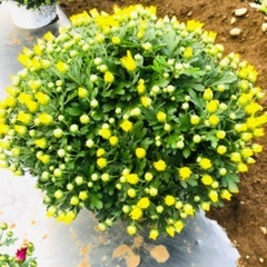 両親が心を込めて造りました、菊のお花の画像