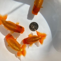 金魚 ★らんちゅう 当歳★ ☆4匹セット 480円☆ 8～10cmの画像