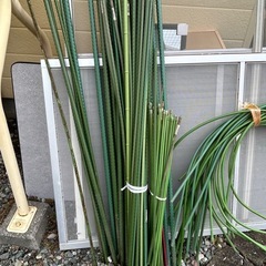 畑の棒😊☘️の画像