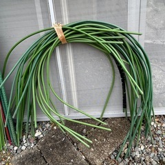 畑の棒😊☘️の画像