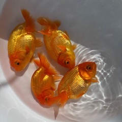 金魚 ★らんちゅう 当歳★ ☆4匹セット 480円☆ 8～10cmの画像