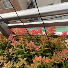 多肉植物お弁当の画像