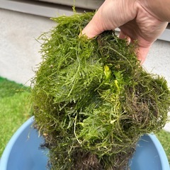 ウィローモス大量の画像