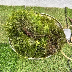 ウィローモス大量の画像