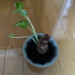 観葉植物の画像