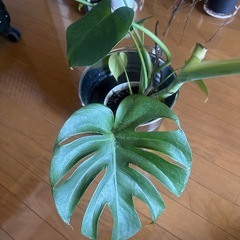 観葉植物の画像
