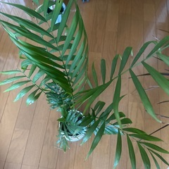 観葉植物の画像