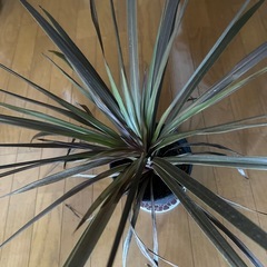 観葉植物の画像