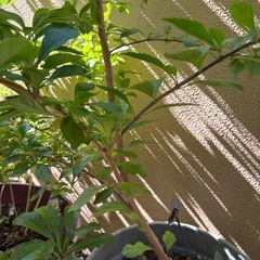 デュランタ  大鉢の画像